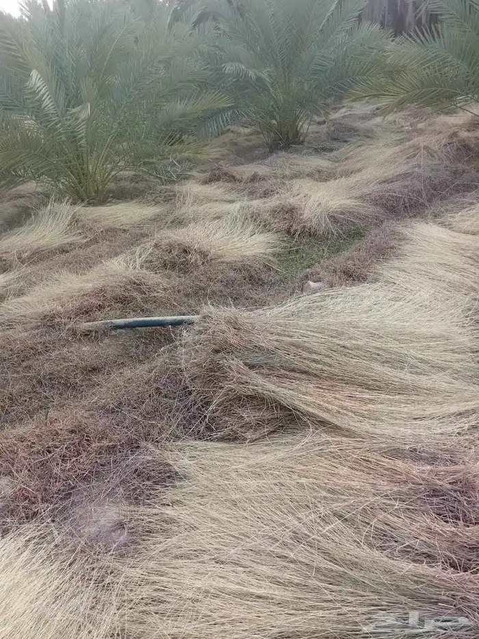 علف مزرعه ممتاز للحلال 1