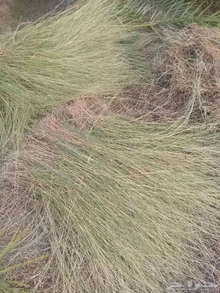 علف مزرعه ممتاز للحلال 0