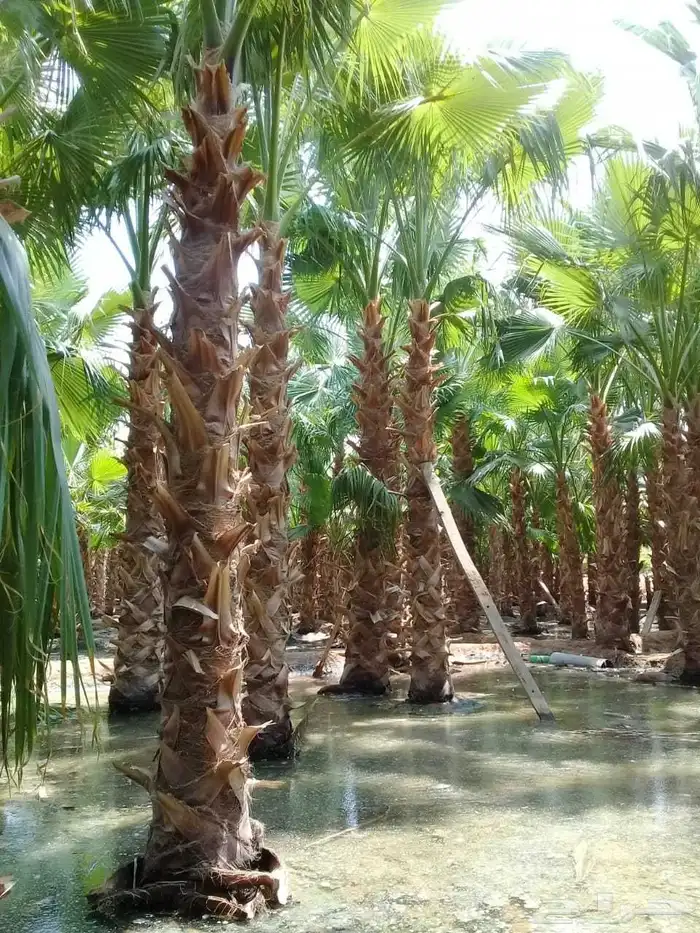 نخل واشنطنياء زينه 3