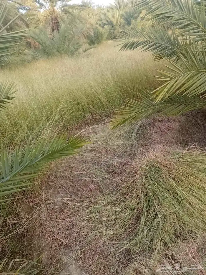 علف مزرعه ممتاز للحلال 3