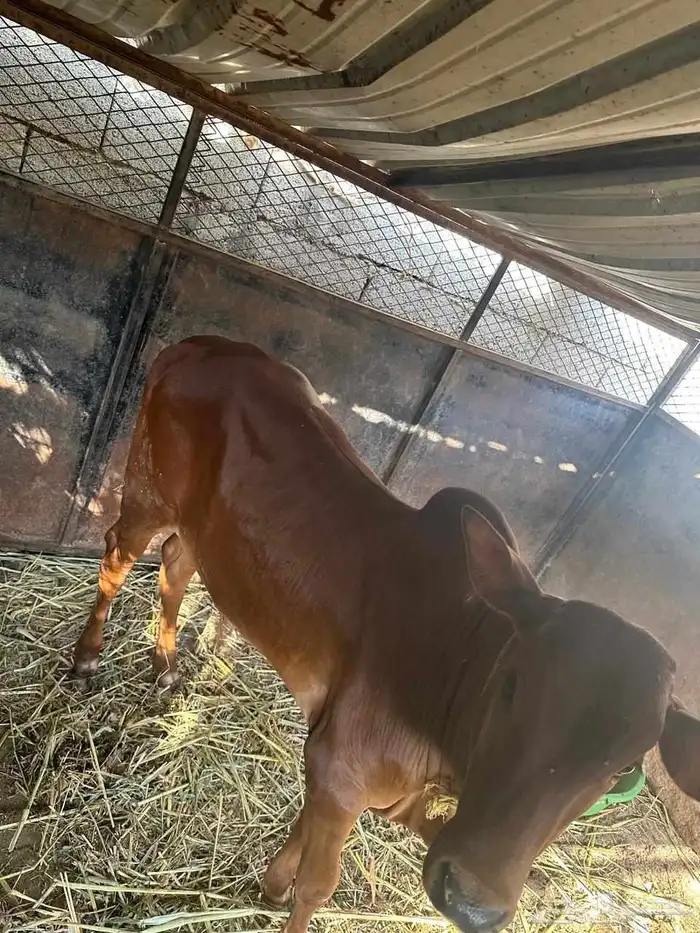 ثور وتبيع للبيع 5