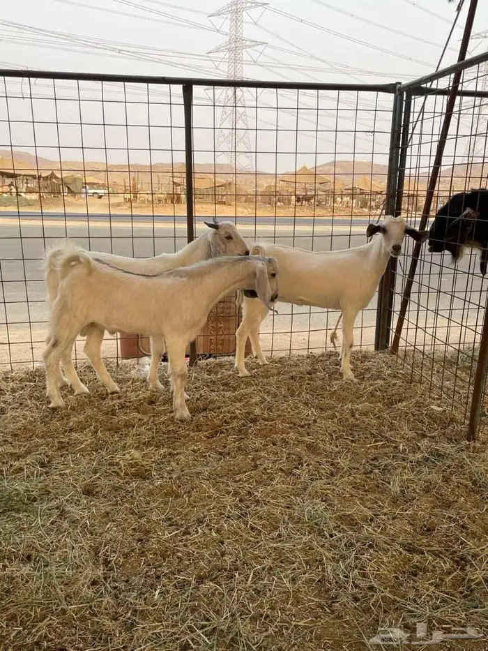 تيوس جنوبية 4