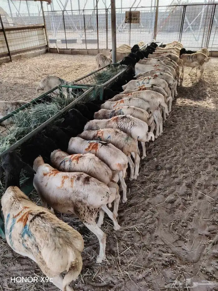 برابر جذعان وثنيان أحجام ممتازة جدا تفريد وجملة 1