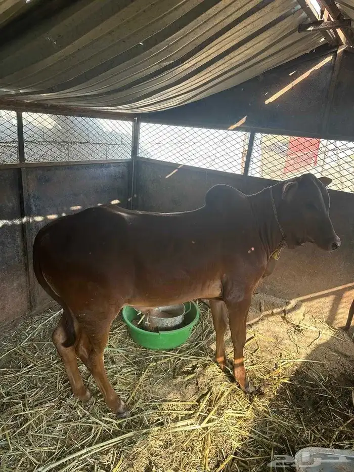 ثور وتبيع للبيع 6