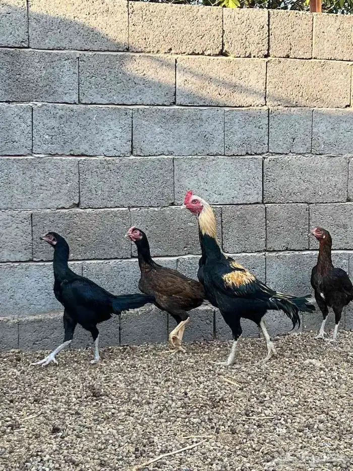 دجاج باكستاني 0