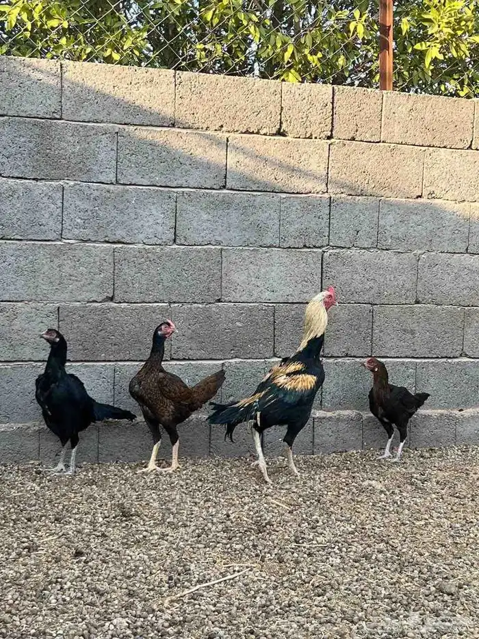 دجاج باكستاني 2