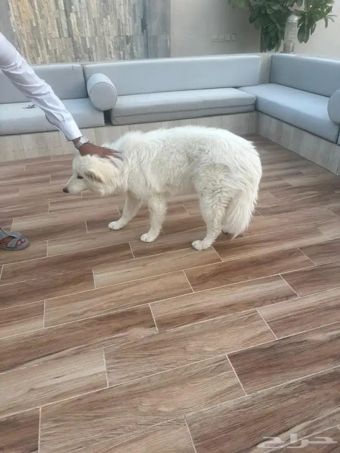 كلب هسكي سامويد 1