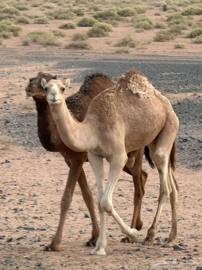 قعود مفرود ولد الحنيش جمل عبيد سلمان الدوسري من ناقه حره 0