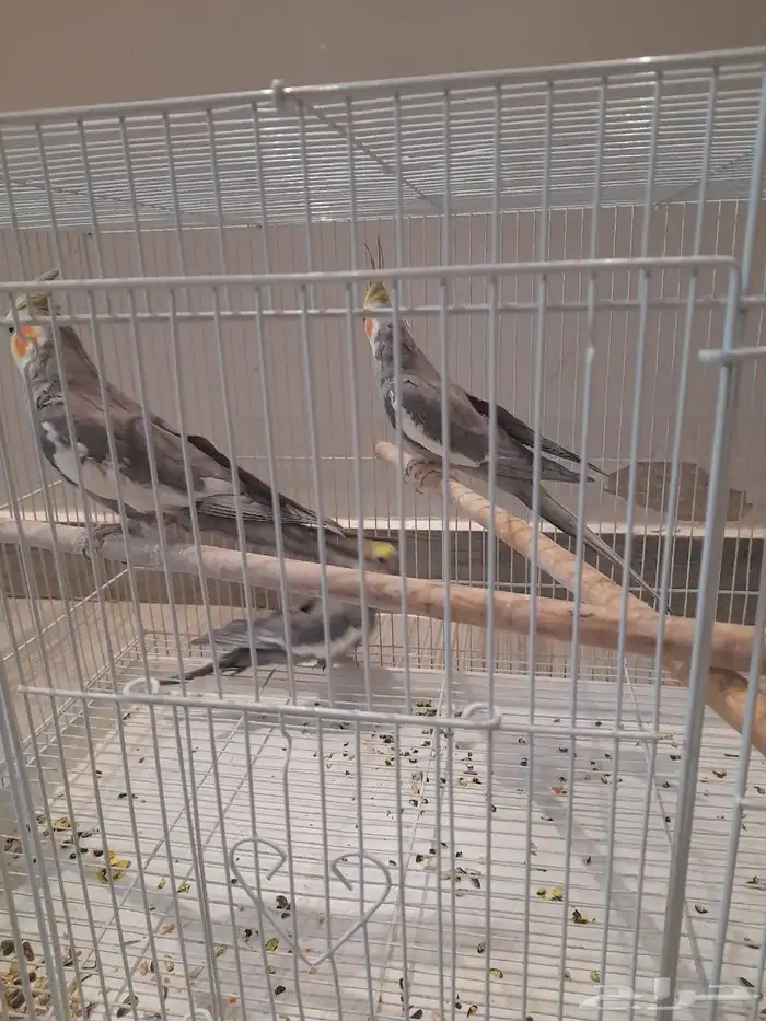 كروان للبيع 1