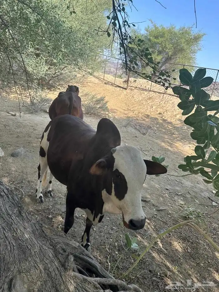 ثور وتبيع للبيع 0