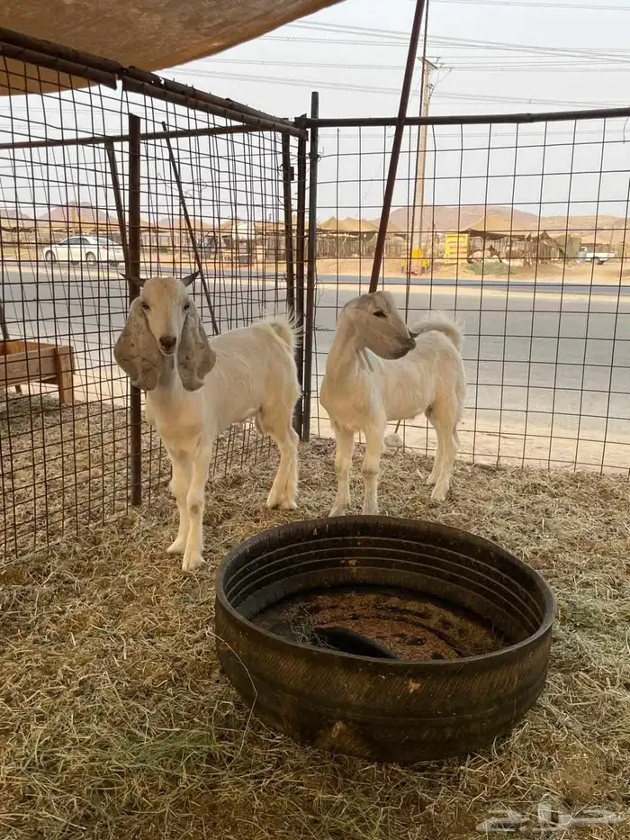 تيوس جنوبية 0