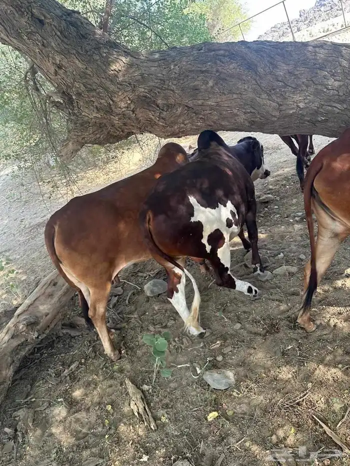 ثور وتبيع للبيع 2