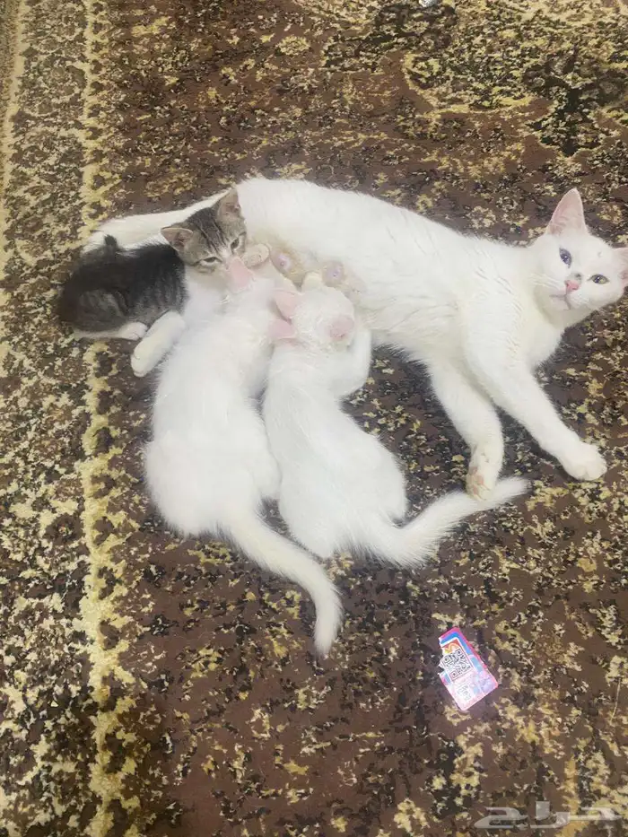 قط مع عياله 0