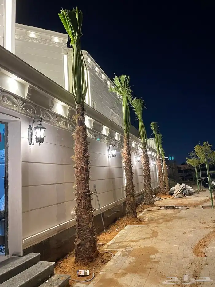 نخل واشنطنياء زينه 5