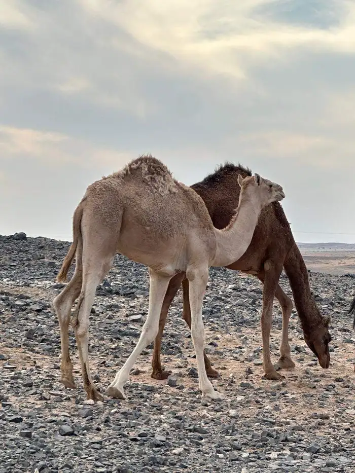 قعود مفرود ولد الحنيش جمل عبيد سلمان الدوسري من ناقه حره 2