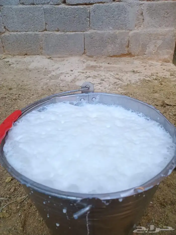 بقرة المانية للبيع 5