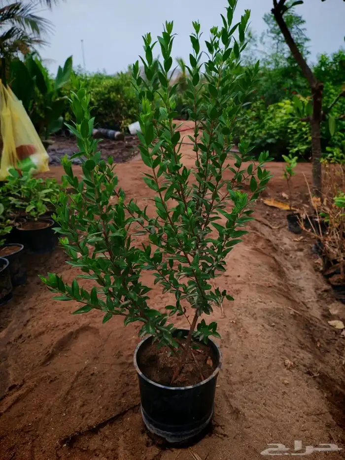 زراعه وحدائق 41