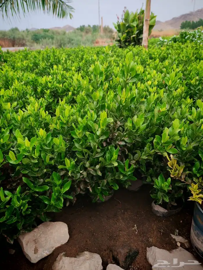 زراعه وحدائق 51