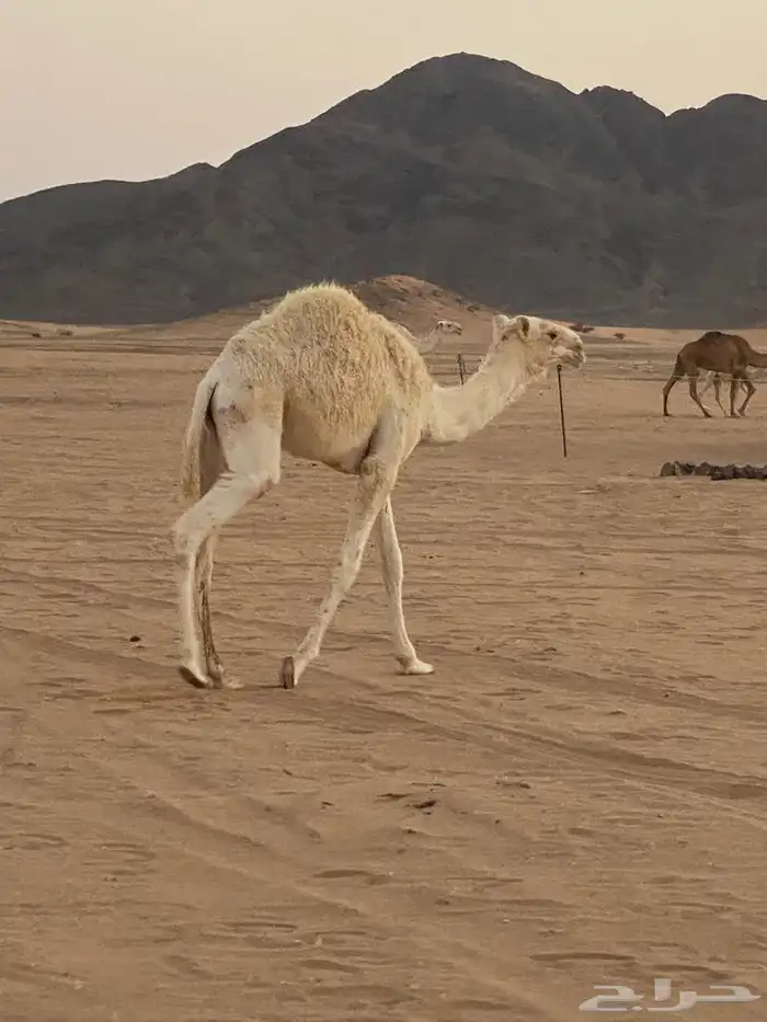 قعدان قصب طيبه على حليب أمهاتها 0