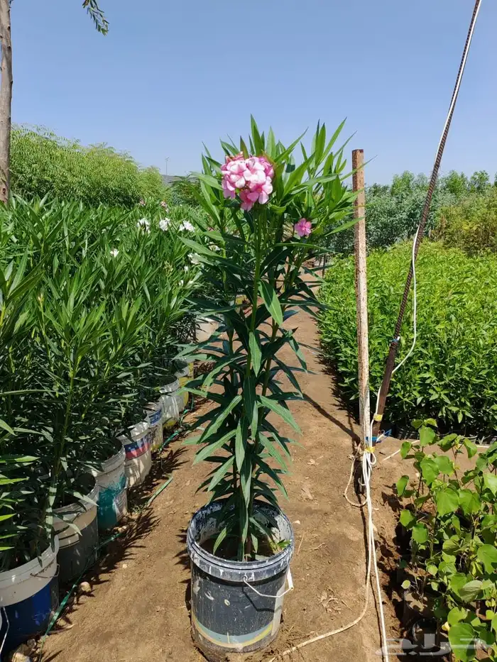 زراعه وحدائق 32