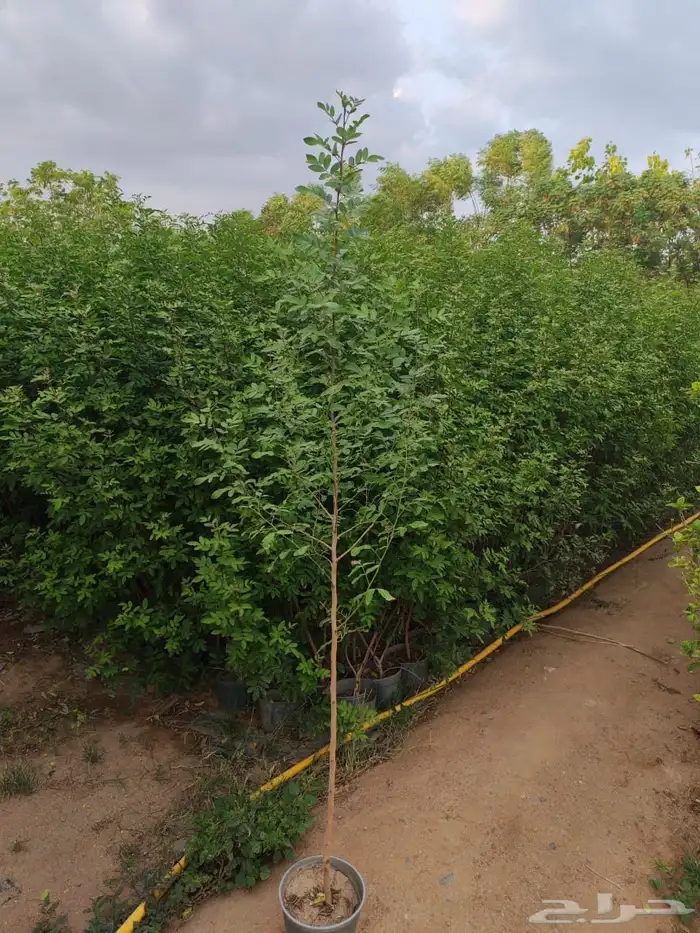 زراعه وحدائق 34