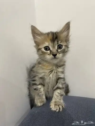 قطط للتبني index