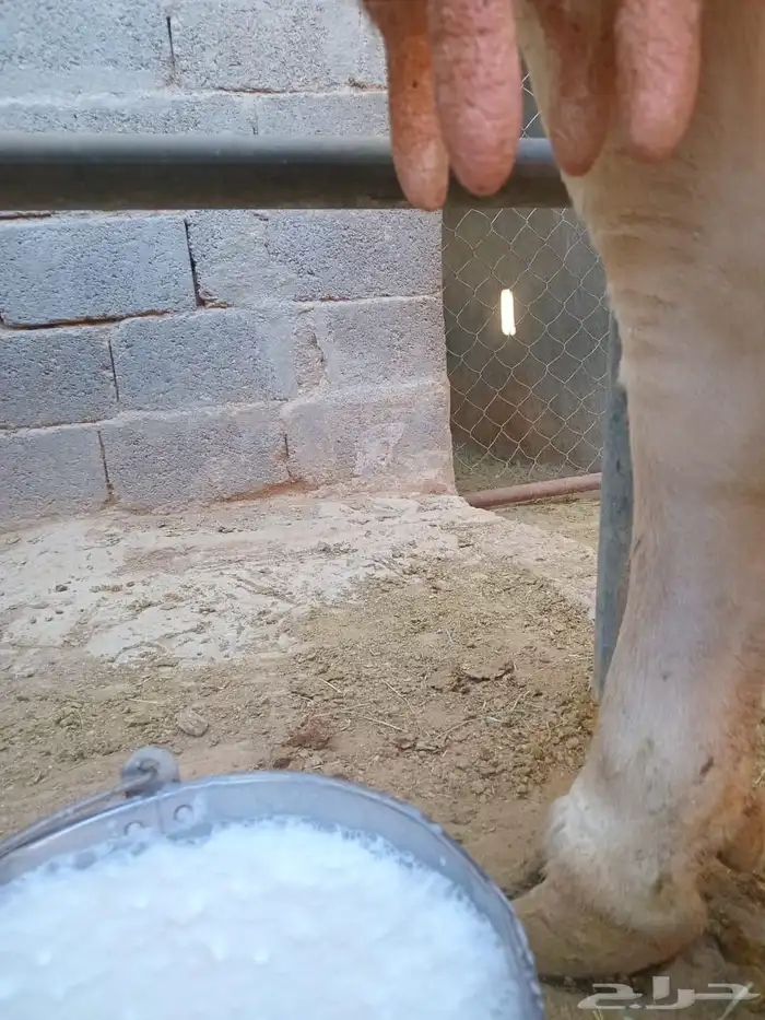 بقرة المانية للبيع 6