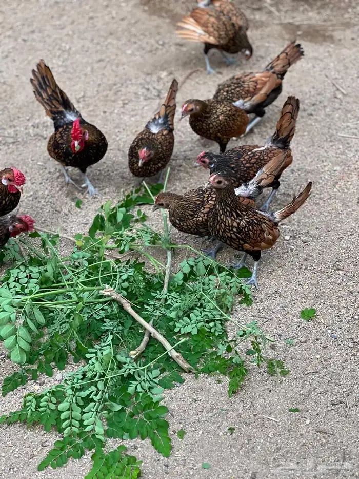 دجاج سبرايت نحاسي 2