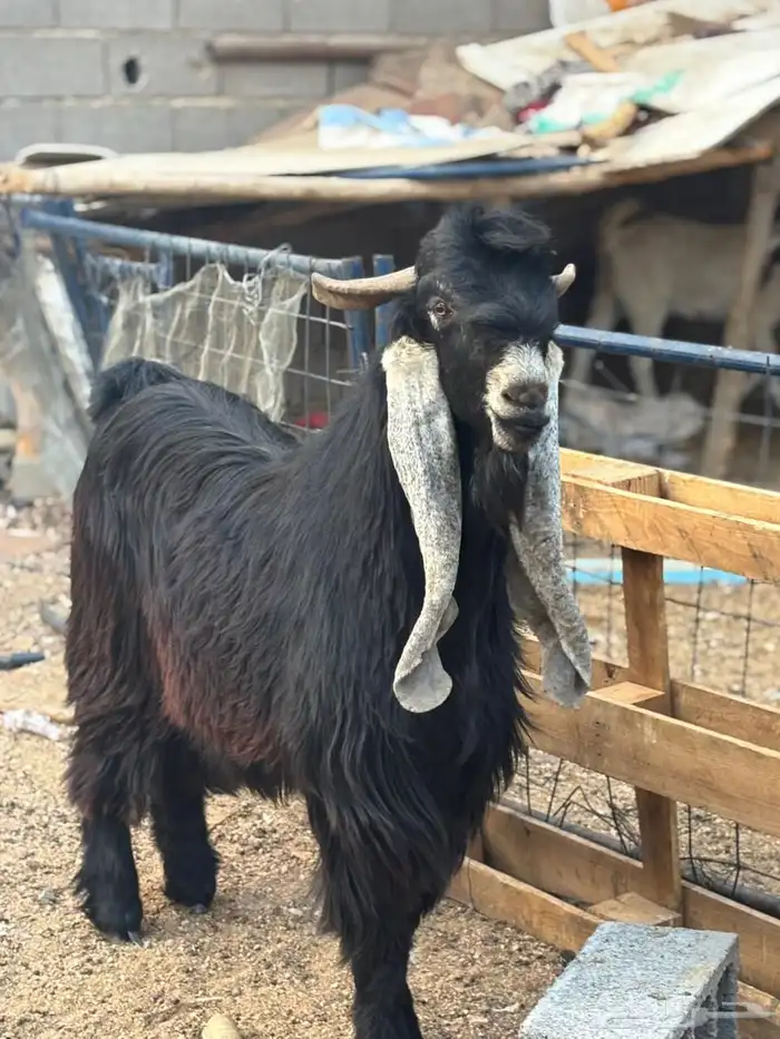 تيس عارضي خصم. تم البيع 0