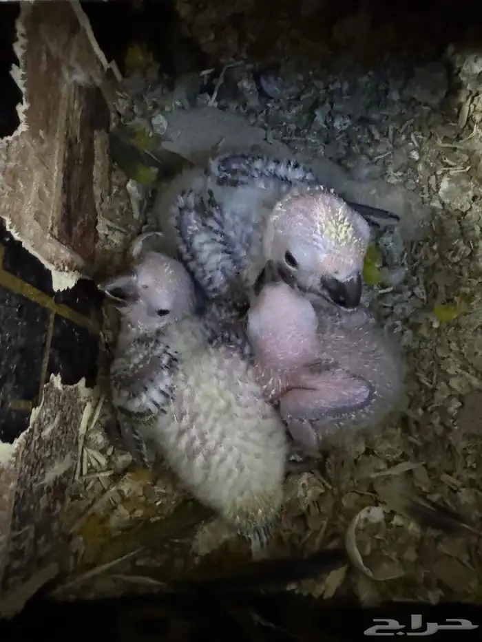 محمية الطيور المغردة 0