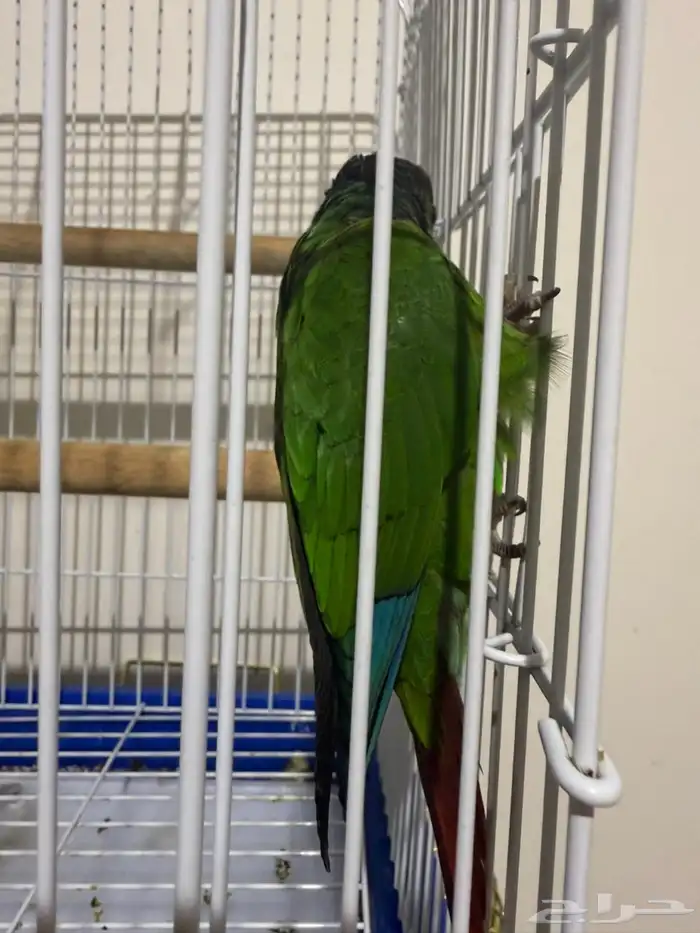 بيغاء كنيور 2