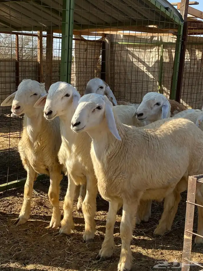 حلال بر نظيف مشروط على برسيم وشعير فقط 0