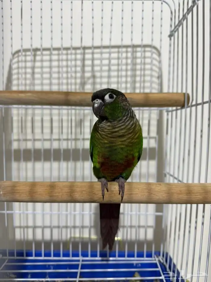 بيغاء كنيور 4