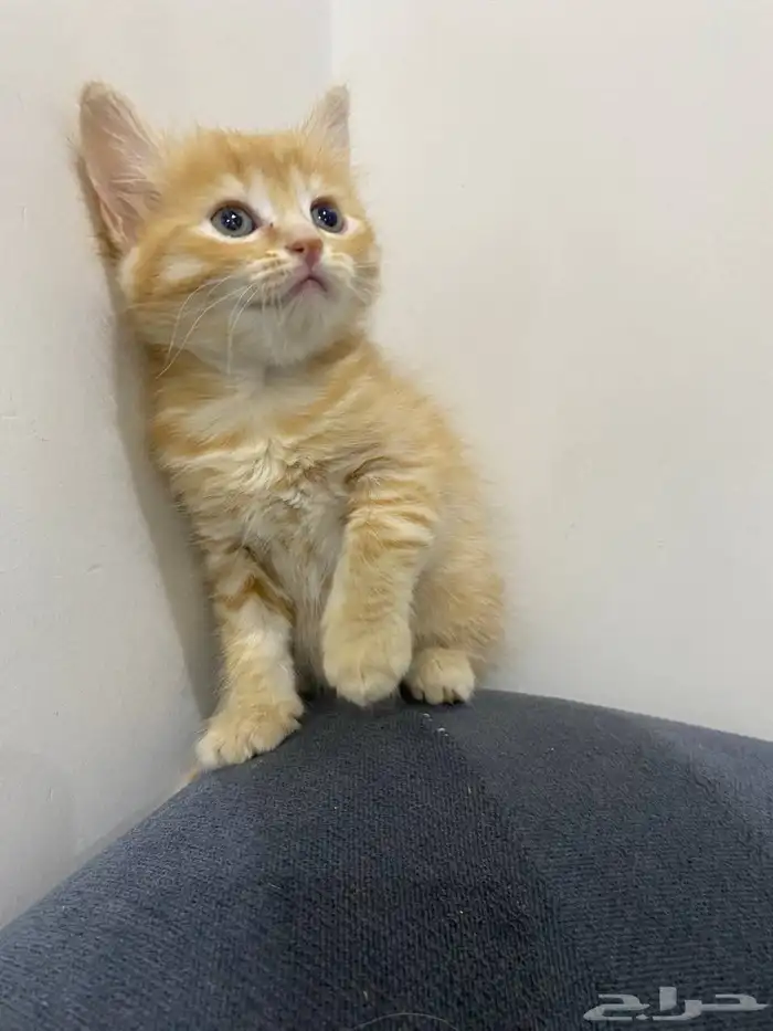 قطط للتبني 8