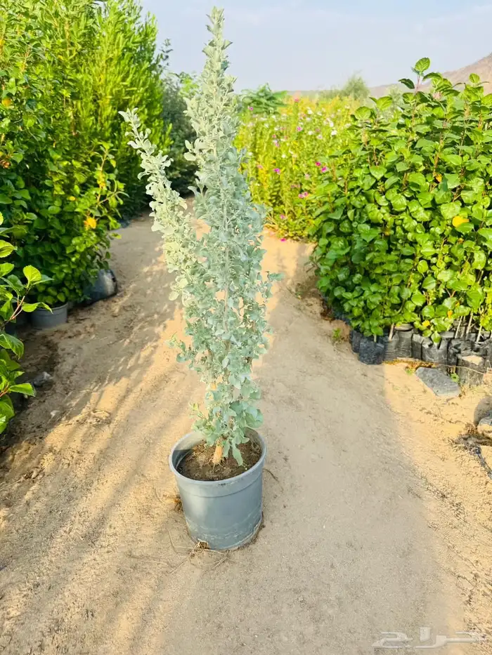 زراعه وحدائق 53