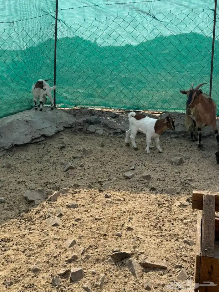 ماعز صيني 12