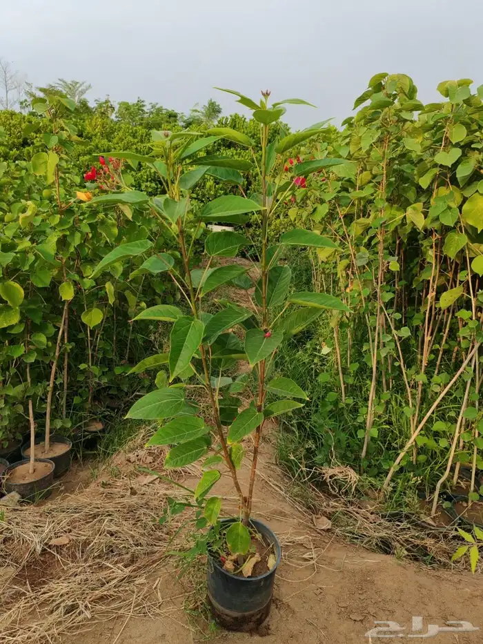 زراعه وحدائق 22