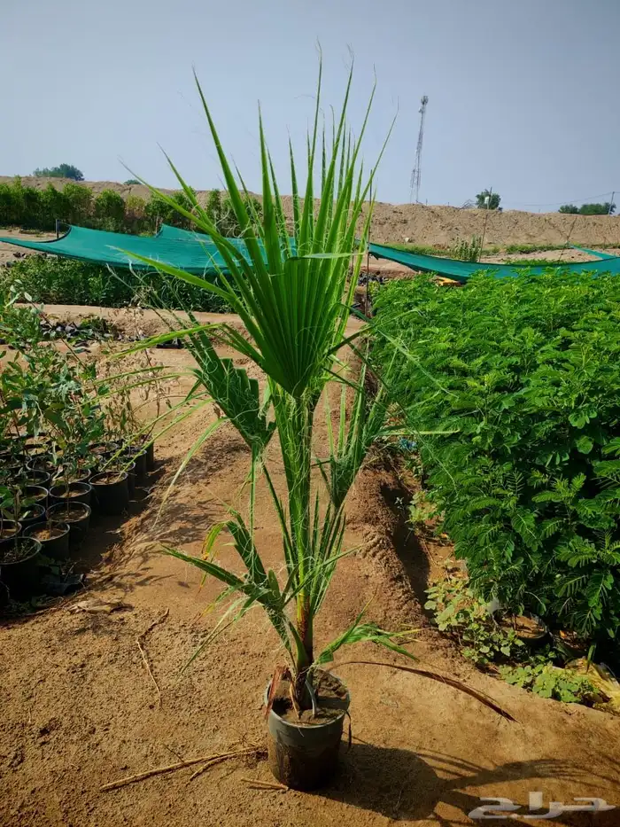 زراعه وحدائق 29