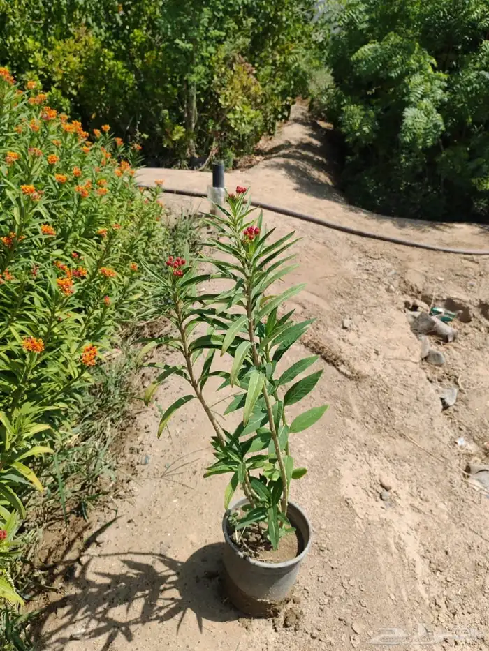 زراعه وحدائق 4