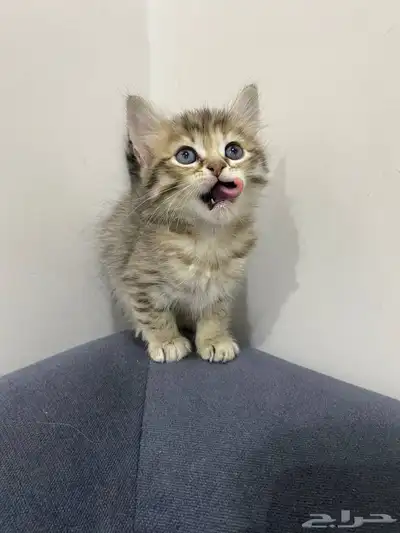 قطط للتبني index