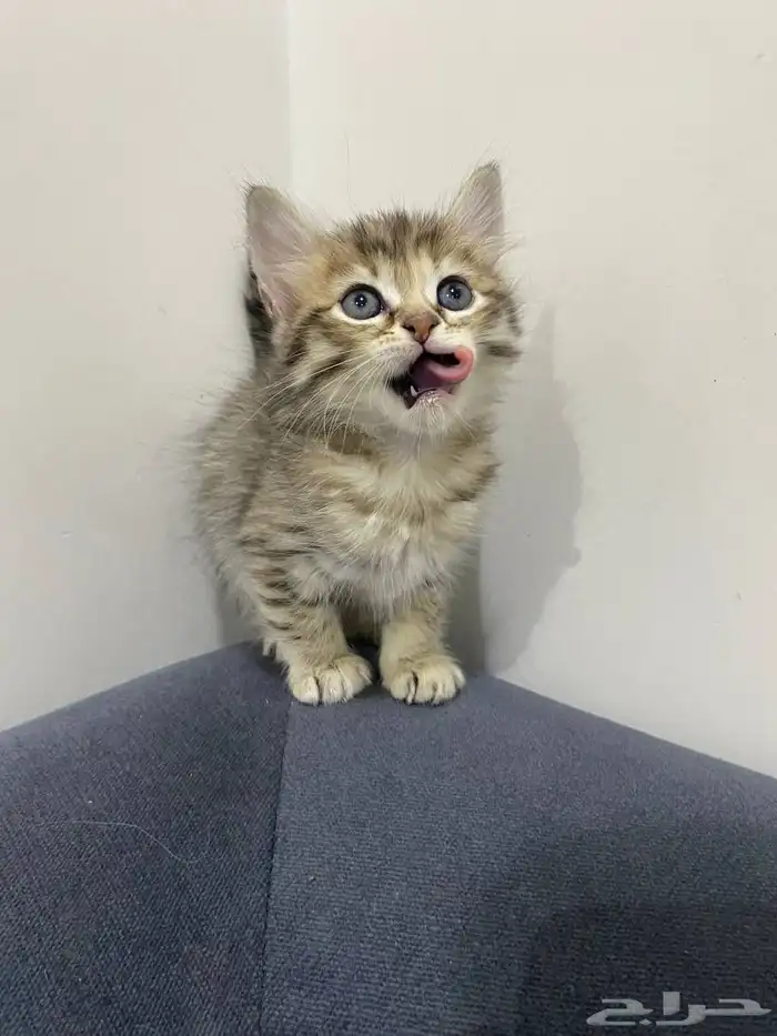 قطط للتبني 5