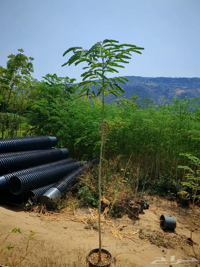 زراعه وحدائق 13