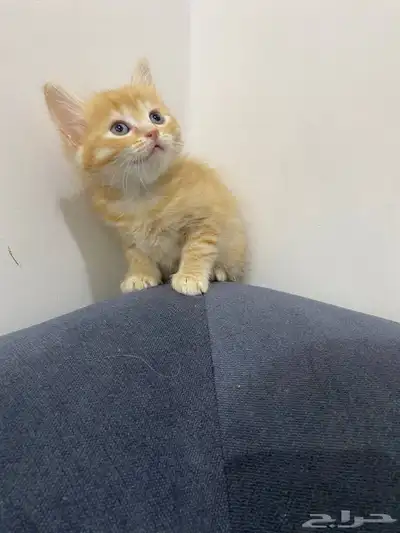 قطط للتبني index