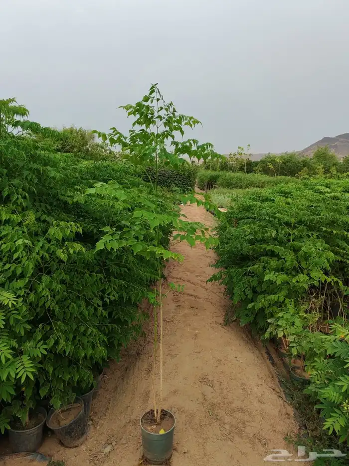 زراعه وحدائق 16