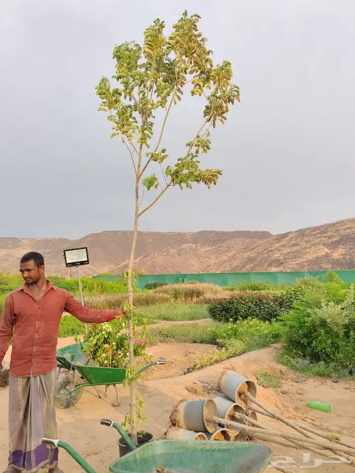 زراعه وحدائق 11