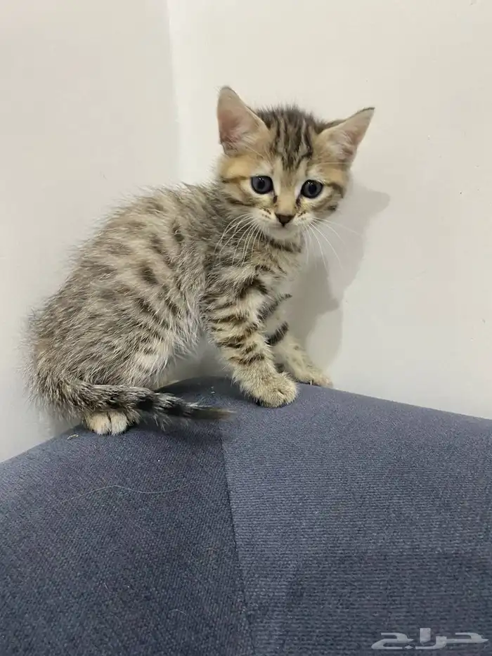 قطط للتبني 3