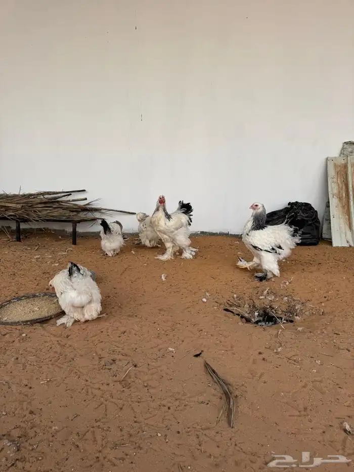 دجاج براهما 0