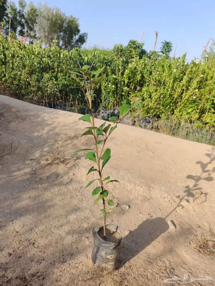 زراعه وحدائق 54