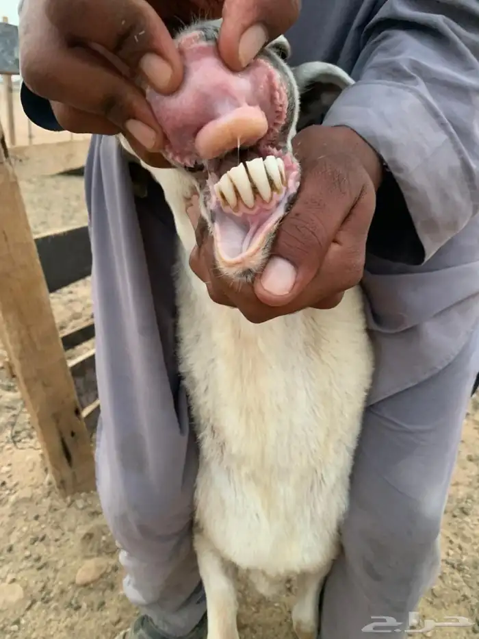 ضان رفيديات طيب صحه شرط حدب800 1