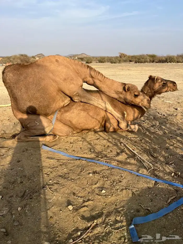 جمل حمر ضراب وعشار وهداوه 17